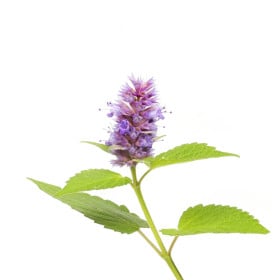 Agastache - trvalky