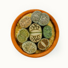 Lithops