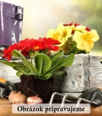 Zmes kán - Canna mix - hľuzy kán - 5 ks