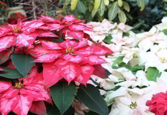 Rastliny spojené s Vianocami – ako ich pestovať?