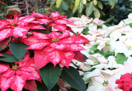 Rastliny spojené s Vianocami – ako ich pestovať?