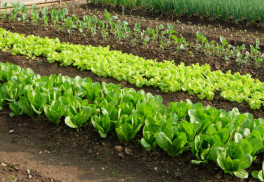 Jar je tu. Čo robiť na záhrade?