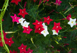 Chcete skryť nepekné zákutia, ovinúť plot či ozeleniť terasu? Pestujte popínavé letničky