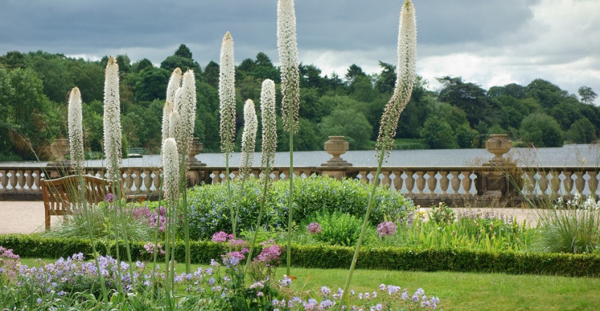 Nezvyčajný kvet v záhrade? Zrak pritiahne fakľa