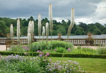 Nezvyčajný kvet v záhrade? Zrak pritiahne fakľa