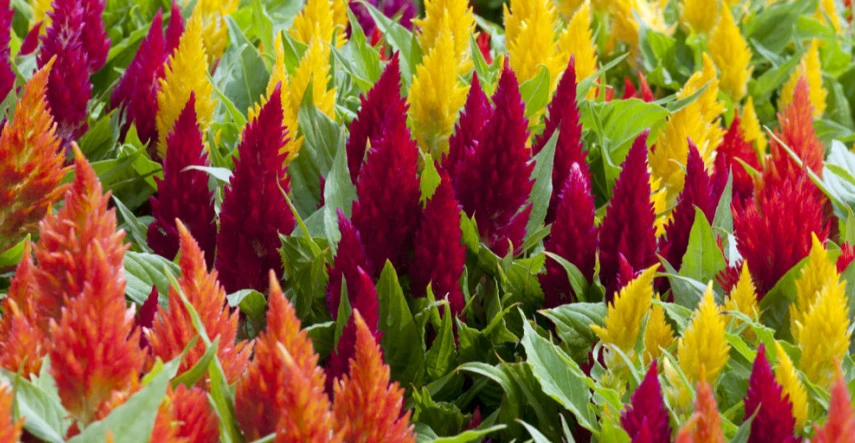 Plamenník je nenáročnou letničkou vhodnou i na sušenie 