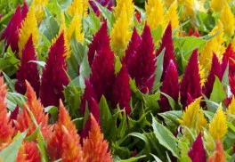 Plamenník je nenáročnou letničkou vhodnou i na sušenie 