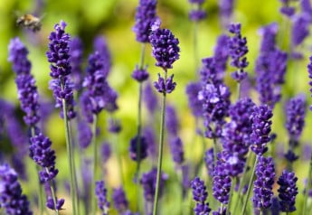 Levandule vysaďte k ružiam, odpudzujú vošky 