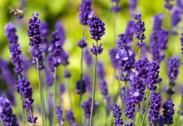 Levandule vysaďte k ružiam, odpudzujú vošky 