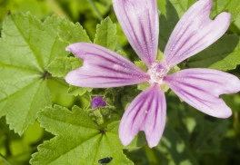 Kultúrnou odrodou slezu praslenatého je slez kučeravý - obrovská rastlina s jedlými listami