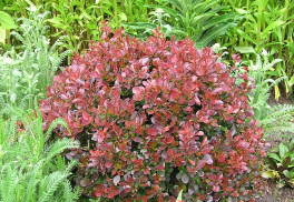 Vypestujte si liečivé kry v záhrade 