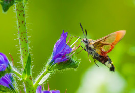 Na začiatku prázdnin vysievame dvojročné rastliny