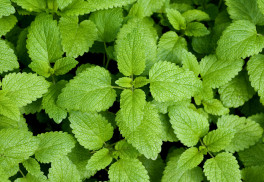 Prečo pestovať medovku?