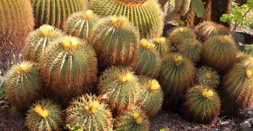 Pestovanie kaktusov nie je náročné, stačí im vyhovieť v zopár dôležitých nárokoch 