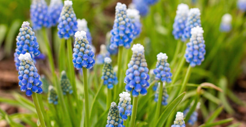 Aké sú vaše najobľúbenejšie jarné kvety?