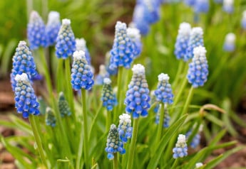 Aké sú vaše najobľúbenejšie jarné kvety?