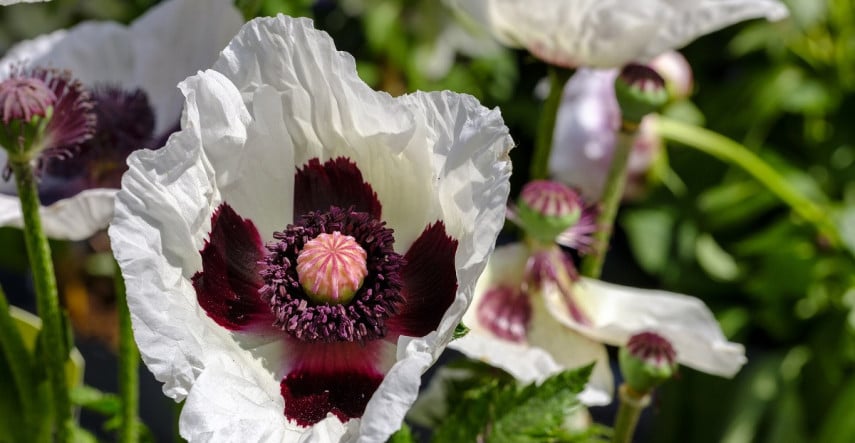 Maky okrasné budú dominantou kvitnúceho letného záhona 