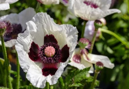 Maky okrasné budú dominantou kvitnúceho letného záhona 
