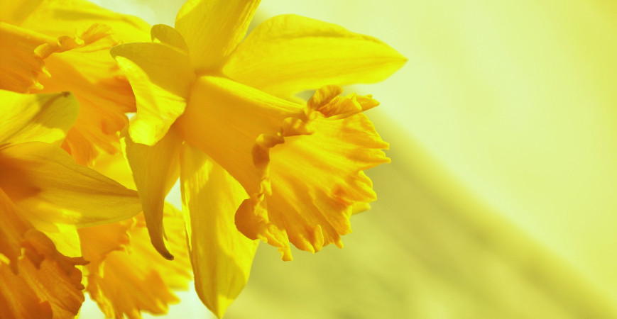 Najvďačnejšie jarné kvety v mnohých kultivaroch – narcisy 