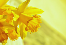 Najvďačnejšie jarné kvety v mnohých kultivaroch – narcisy 