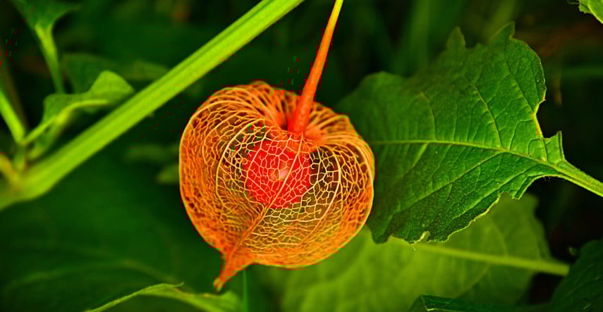 Ozdobné plody trvaliek a drevín v zimnej záhrade