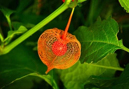 Ozdobné plody trvaliek a drevín v zimnej záhrade