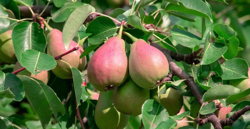 Ako na choroby a škodcov ovocných stromov? 