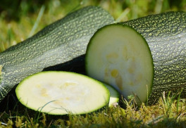 Aké cukety pestovať a čo robiť, keď „nerastú“?