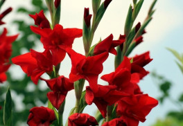 Sadíme hľuzy a cibule – gladioly a begónie, kany, kaly a georgíny