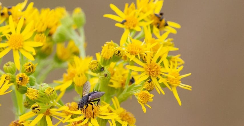 Prvé jarné bylinky sú plné vitamínov 