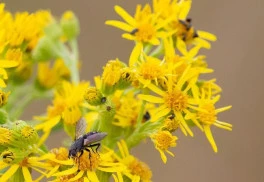 Prvé jarné bylinky sú plné vitamínov 