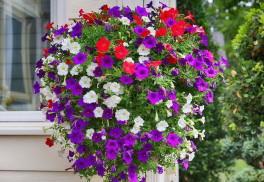 Čo do kvetináčov na okná? Klasikou sú muškáty, ale skúsite ich doplniť i o iné kvety 