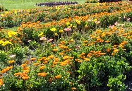 Letný výsev dvojročných rastlín sa oplatí