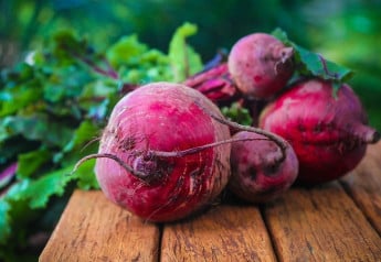 V júli vysejte červenú repu, pripravíte z nej chutný šalát i zdravé smoothie