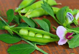 Sladké guličky milujú všetci - ako vypestovať hrach?