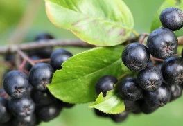 Arónia a drieň, okrasné kry, ktoré plodia i výborné ovocie