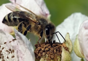 Medonosné rastliny sú pre záhradu poklad