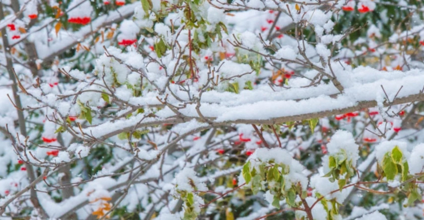 Aj v zime môže byť záhrada krásna a plná farieb