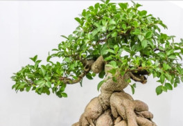 Fikusy a sukulenty sú vhodné na bonsaje celoročne pestované v byte