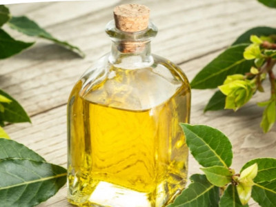 Olej z bobkového listu pomôže na boľavý chrbát a kĺby