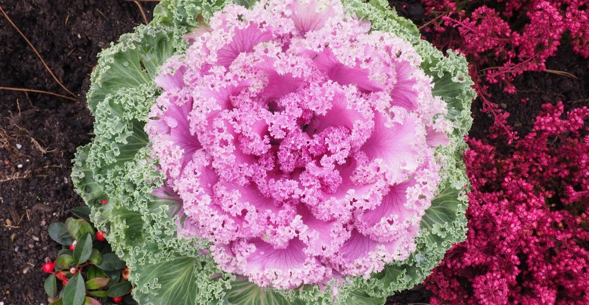 Farebné záhony i v zime? Je čas na vysiatie okrasnej kapusty