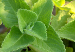 Nádchovník vás zbaví nádchy a prechladnutia