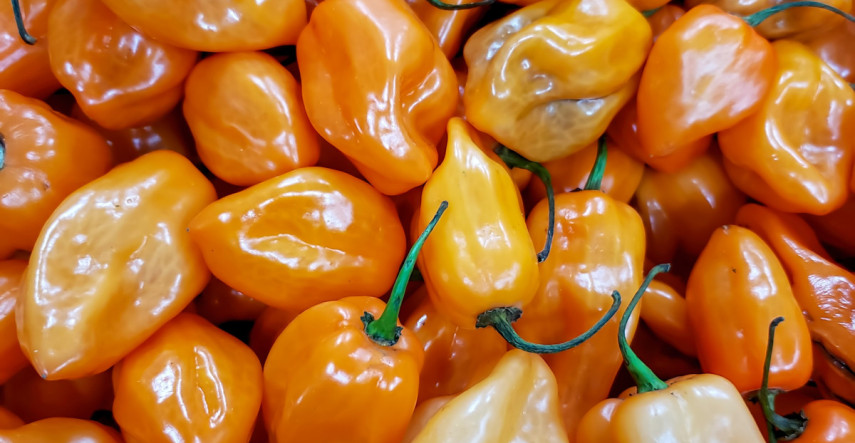 Objavte novinky tohtoročnej sezóny na osiva-semena.sk