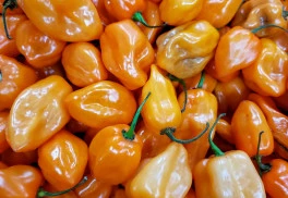 Objavte novinky tohtoročnej sezóny na osiva-semena.sk