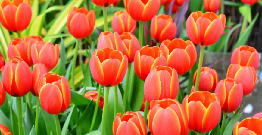 Králi jarných kvetov: naučte sa správne pestovať tulipány