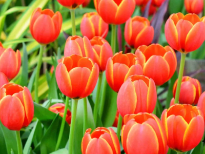 Králi jarných kvetov: naučte sa správne pestovať tulipány