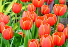 Králi jarných kvetov: naučte sa správne pestovať tulipány