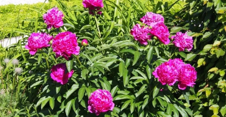 Dlhoveká trvalka do záhrady bez presádzania? To je pivónia