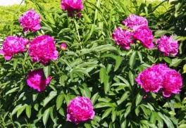Dlhoveká trvalka do záhrady bez presádzania? To je pivónia