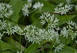Blíži sa sezóna medvedieho cesnaku